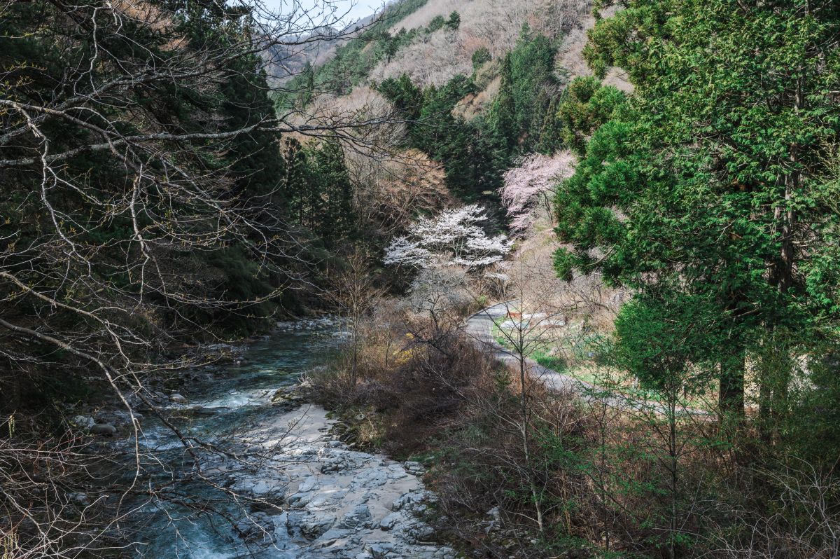 南信州の桜旅　黒船桜